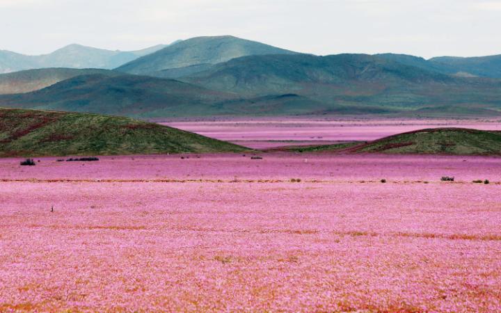Atacama-Desert-EFE-large.jpg